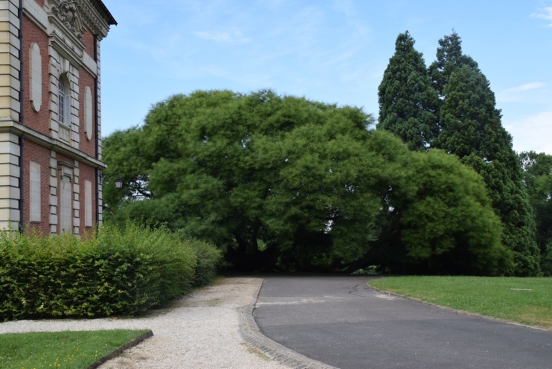 Le sophora de Montry (77) , 1000 m² d'emprise au sol . Un arbre remarquable à découvrir avec le CAUE77