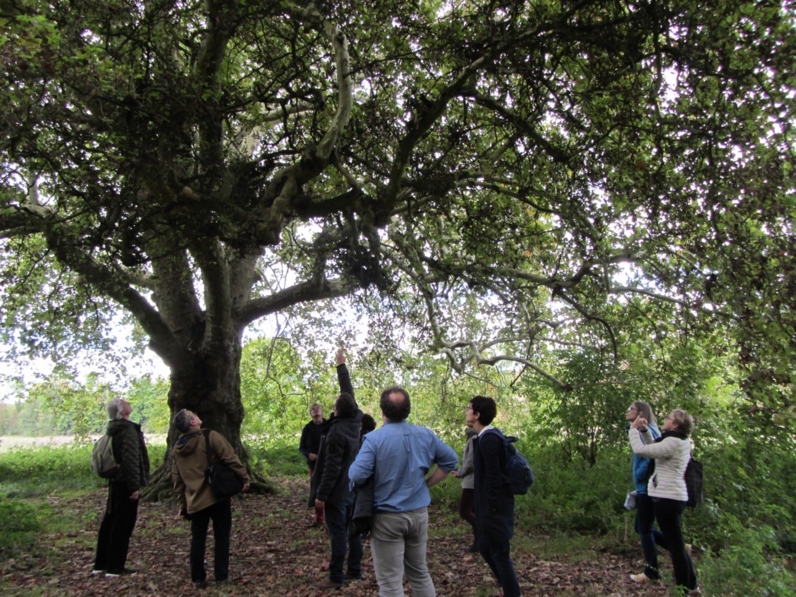 Formation "Reconnaitre les arbres"