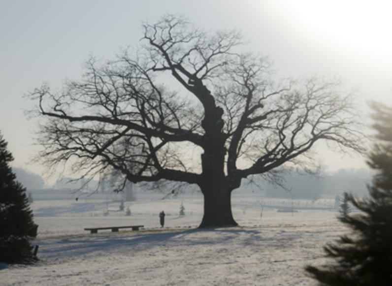 Le chêne pédoncule de Chessy - Arbre remarquable CAUE77- Dans la liste des 132 arbres remarquable de la Région IDF- Novembre 2019