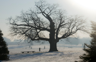 Le chêne pédoncule de Chessy - Arbre remarquable CAUE77- Dans la liste des 132 arbres remarquable de la Région IDF- Novembre 2019