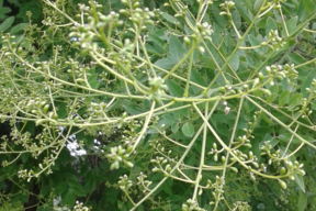 Sophora du Japon de Montry - Gousses pendantes vertes de 5 à 10 cm.