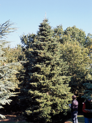 Abies Koreana - Arbre adulte