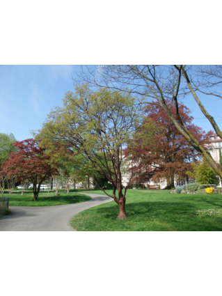 Acer griseum - Houppier (2)