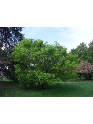 Acer palmatum - Houppier (2)