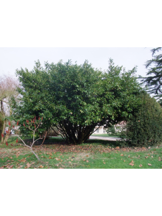 LAURIER DU CAUCASE (LAURIER CERISE - LAURIER PALME - LAURIER AMANDE)