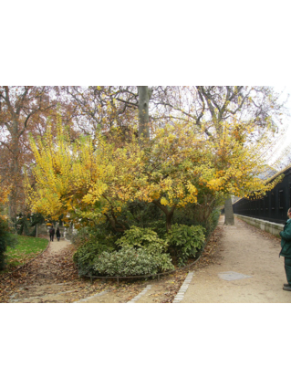 ARBRE A PERRUQUES (FUSTET)