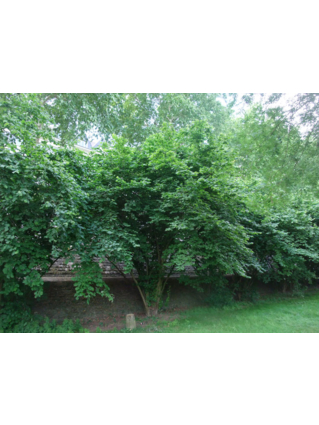 Corylus avellana - NOISETIER (COUDRIER) - Cépée