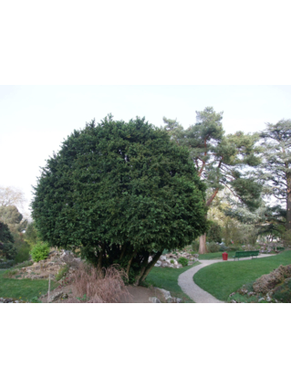 Buxus sempervirens - BUIS - Cépée