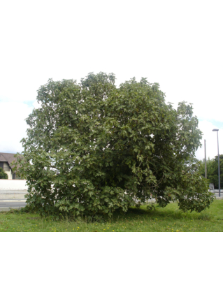 Ficus carica - FIGUIER- Cépée isolée