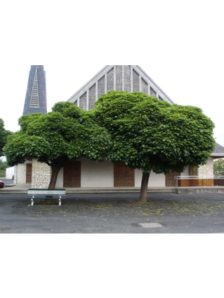 Catalpa bignonioides 'Aurea' - CATALPA DORE  - Ensemble sur la place