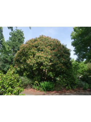 PHOTINIA