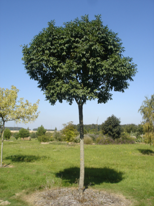FRENE A FLEURS BOULE