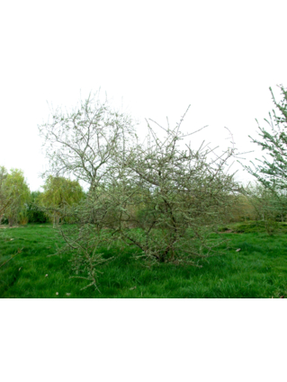 Hippophae rhamnoides - ARGOUSIER - SAULE EPINEUX - Jeune cépée