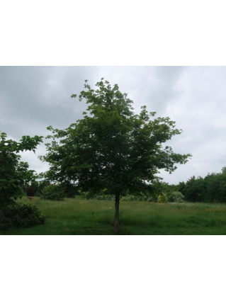 Acer x zoeschense 'Annae' - ERABLE HYBRIDE ANNAE -  Houppier