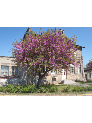 ARBRE DE JUDEE (arbre de Judas, Gainier)