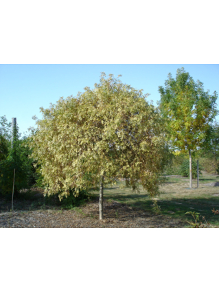 Fraxinus excelsior 'Aurea Pendula' - Frêne pleureur - Jeune Arbre -