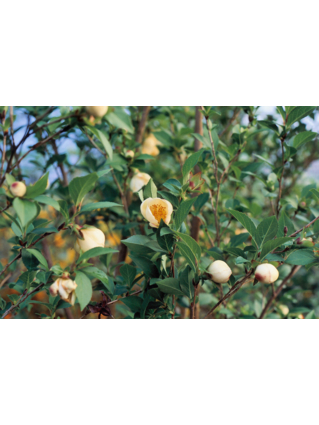 STEWARTIA A GRANDES FLEURS - FAUX CAMELIA - CAMELIA D’ETE - Grandes fleurs solitaires (5 à 6 cm)