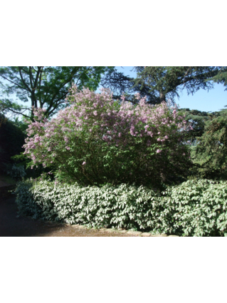 LILAS COMMUN