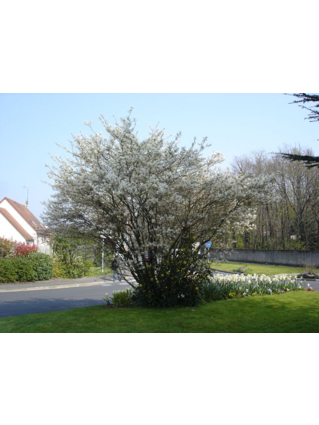 Amelanchier lamarckii - AMELANCHIER DU CANADA - Tige