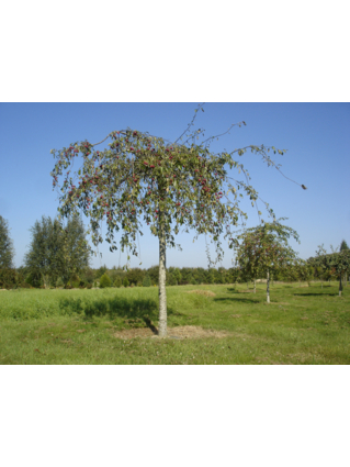 POMMIER PLEUREUR