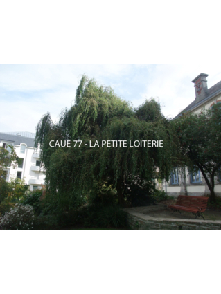 SAULE TORTUEUX A BOIS ROUGE