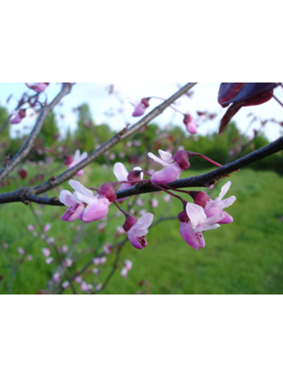 Cercis canadensis 'Forest Pansy' - GAINIER DU CANADA A FEUILLES POURPRES - Floraison sur les rameaux