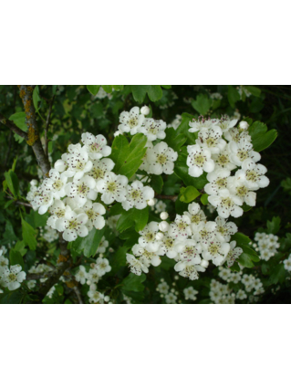 Crataegus monogyna 'Stricta' - AUBEPINE FASTIGIEE - EPINE BLANCHE FASTIGIEE - Bouquets parfumés