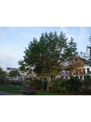 MAGNOLIA DE KOBE