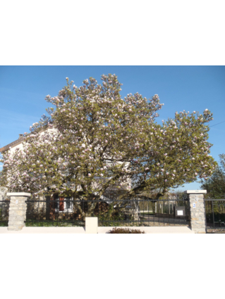 MAGNOLIA DE SOULANGE-BODIN