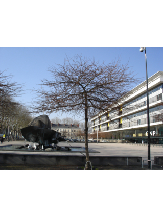 POMMIER A FEUILLES LOBEES