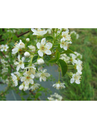 CERISIER DE SAINTE LUCIE - BOIS DE SAINTE LUCIE - CERISIER ODORANT - Floraison