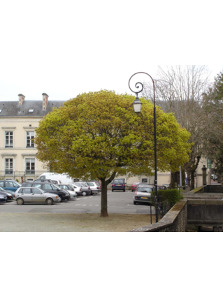 Acer platanoïdes 'Globosum' ERABLE PLANE BOULE - Arbre adulte