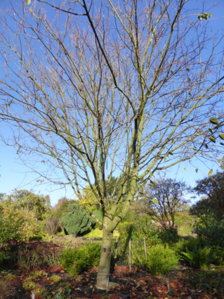 Acer davidii -ERABLE DU PERE DAVID - Jeune arbre