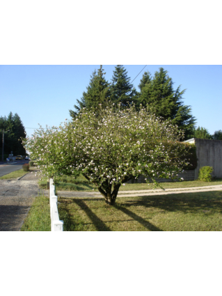 Hibiscus syriacus- HIBISCUS - Cépée