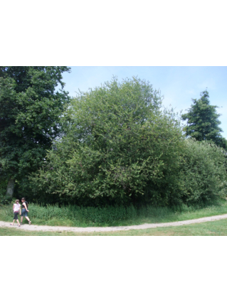 SAULE GRIS - SAULE CENDRE