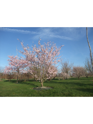 CERISIER A FLEURS 'ACCOLADE'