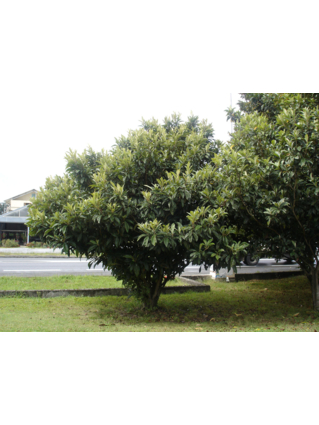 Eriobotrya japonica -NEFLIER DU JAPON - BIBACIER - Jeune cépée
