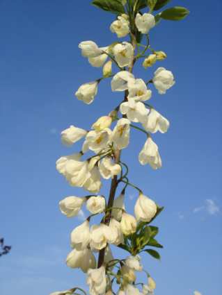 ARBRE AUX CLOCHES D’ARGENT - Floraison avant la foliation