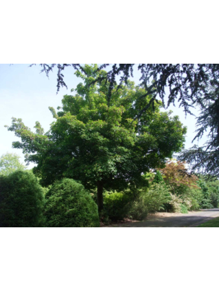 Acer tataricum subsp. ginnala - ERABLE DU FLEUVE AMOUR - Houppier