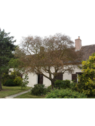 Ulmus minor 'Jacqueline Hillier'