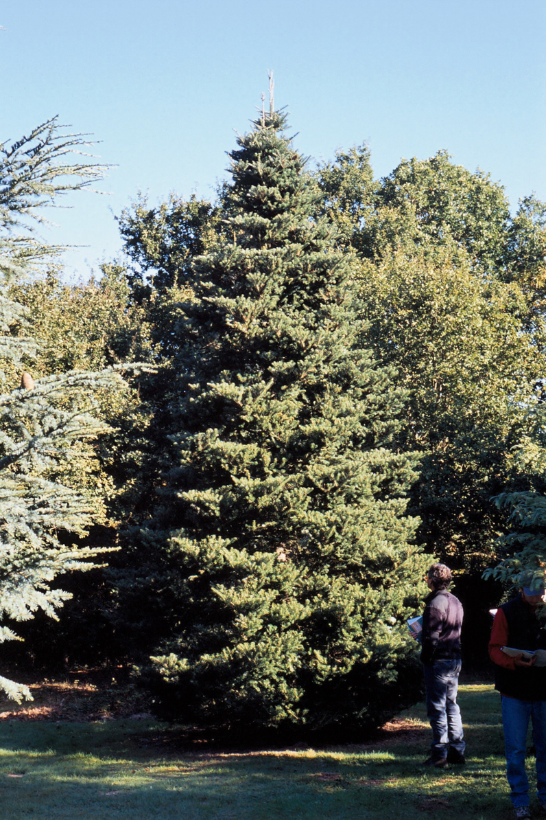 Abies Koreana - Arbre adulte