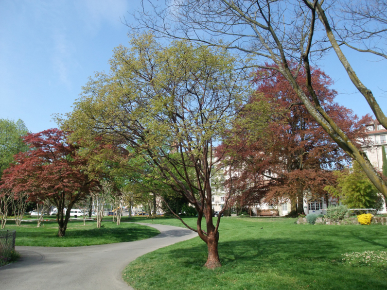 Acer griseum - Houppier (2)