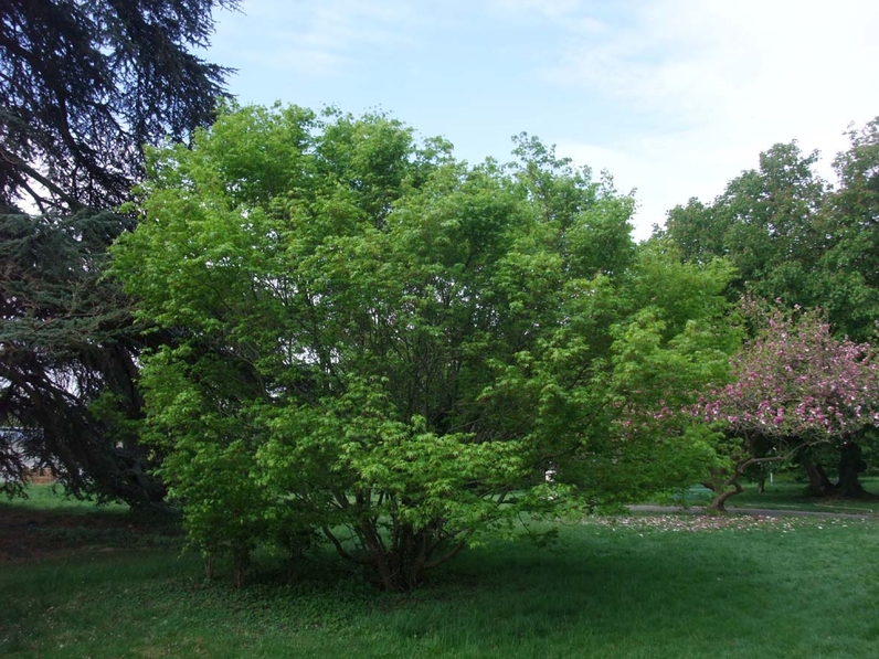 Acer palmatum - Houppier (2)