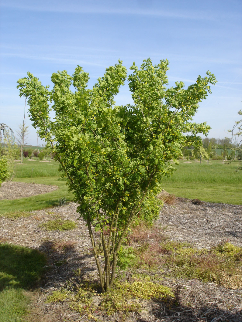 Caragana arborescens - ARBRE AUX POIS -  Jeune cépée