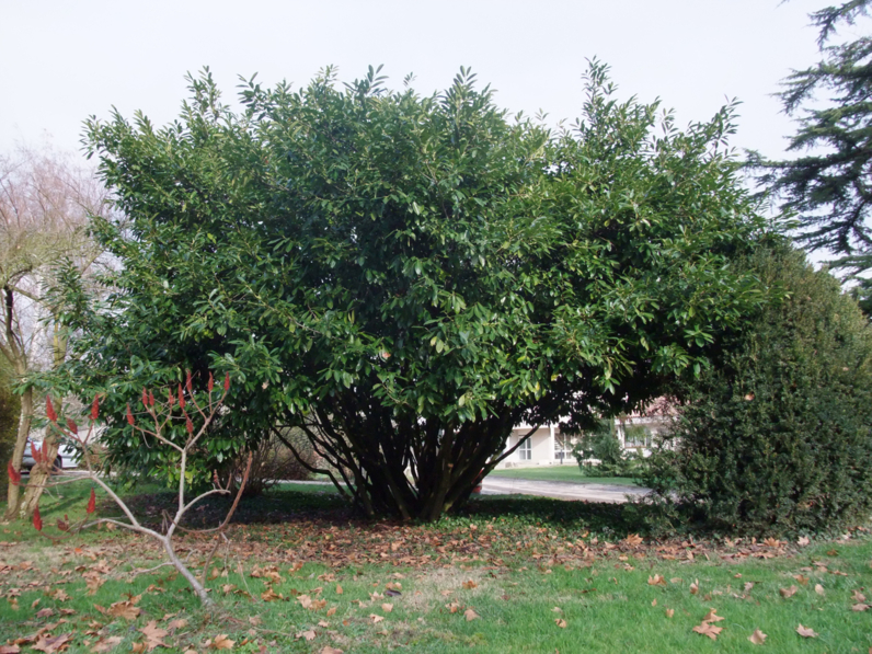 LAURIER DU CAUCASE (LAURIER CERISE - LAURIER PALME - LAURIER AMANDE)