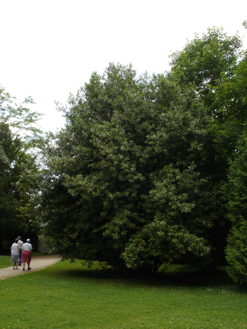 Laurier (Laurus nobilis)