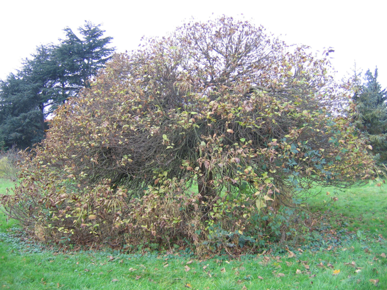 Catalpa bignonioides 'Nana' - CATALPA BOULE - Tige adulte