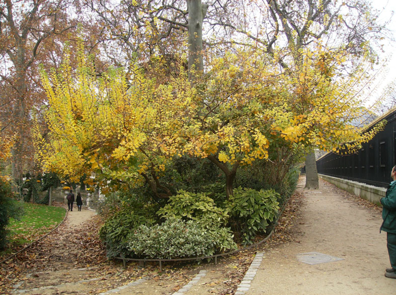 ARBRE A PERRUQUES (FUSTET)