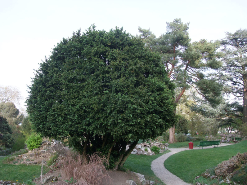 Buxus sempervirens - BUIS - Cépée