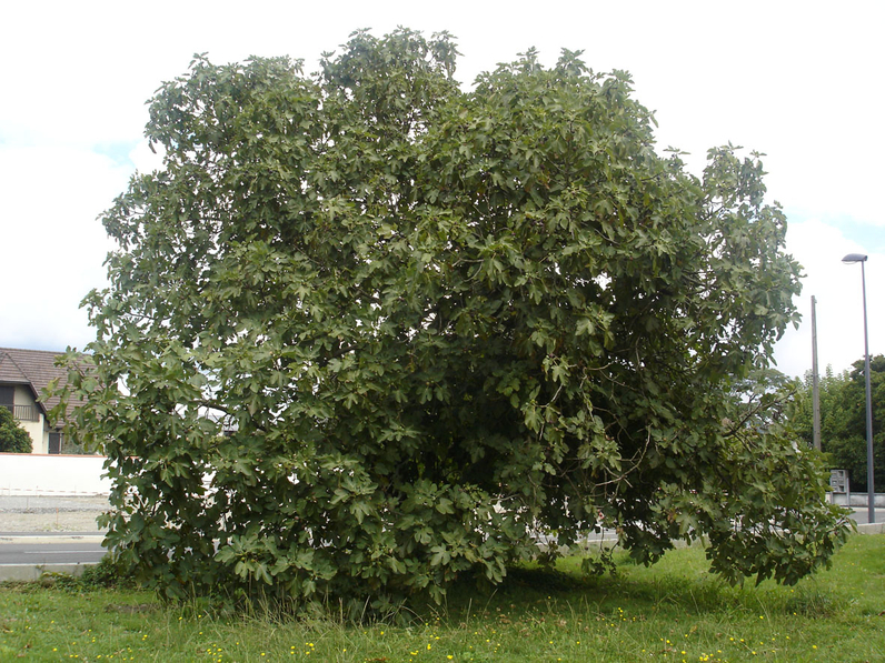 Ficus carica - FIGUIER- Cépée isolée